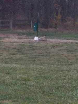 Scout Dog Park - photo 61