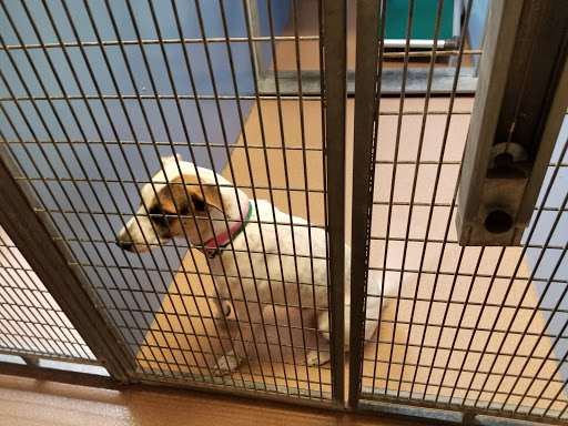 Dog adoption places in Tijuana