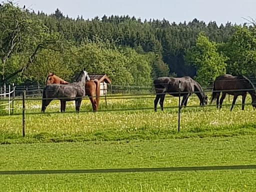 Andreas Blüthner veterinarian unter Mosbach, Baden Württemberg