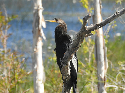 Campground «Savannas Recreation Area», reviews and photos, 1400 E Midway Rd, Fort Pierce, FL 34982, USA