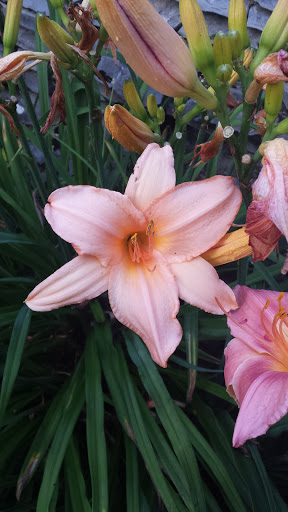 Park «Rose Hill Manor Park», reviews and photos, 1611 N Market St, Frederick, MD 21701, USA