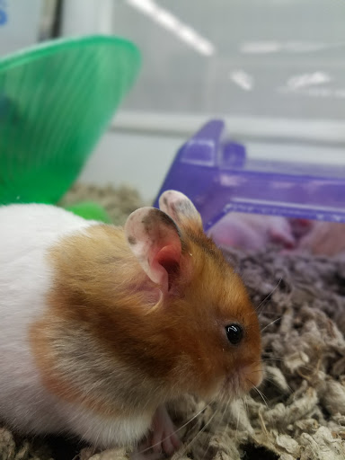 Pet Supply Store «Petco Animal Supplies», reviews and photos, 45205 Worth Ave, California, MD 20619, USA