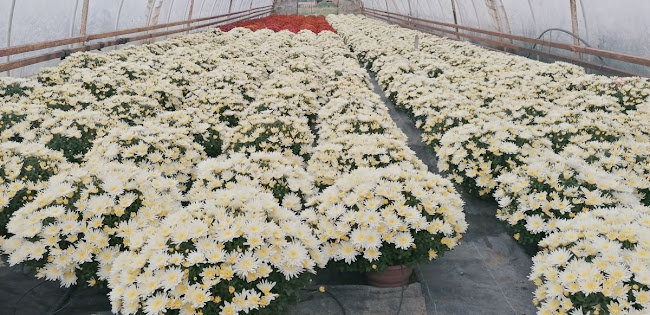 Chryzantemy Mokwa - Ogrodnik