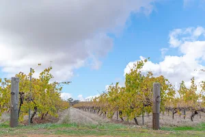 Clare Valley image