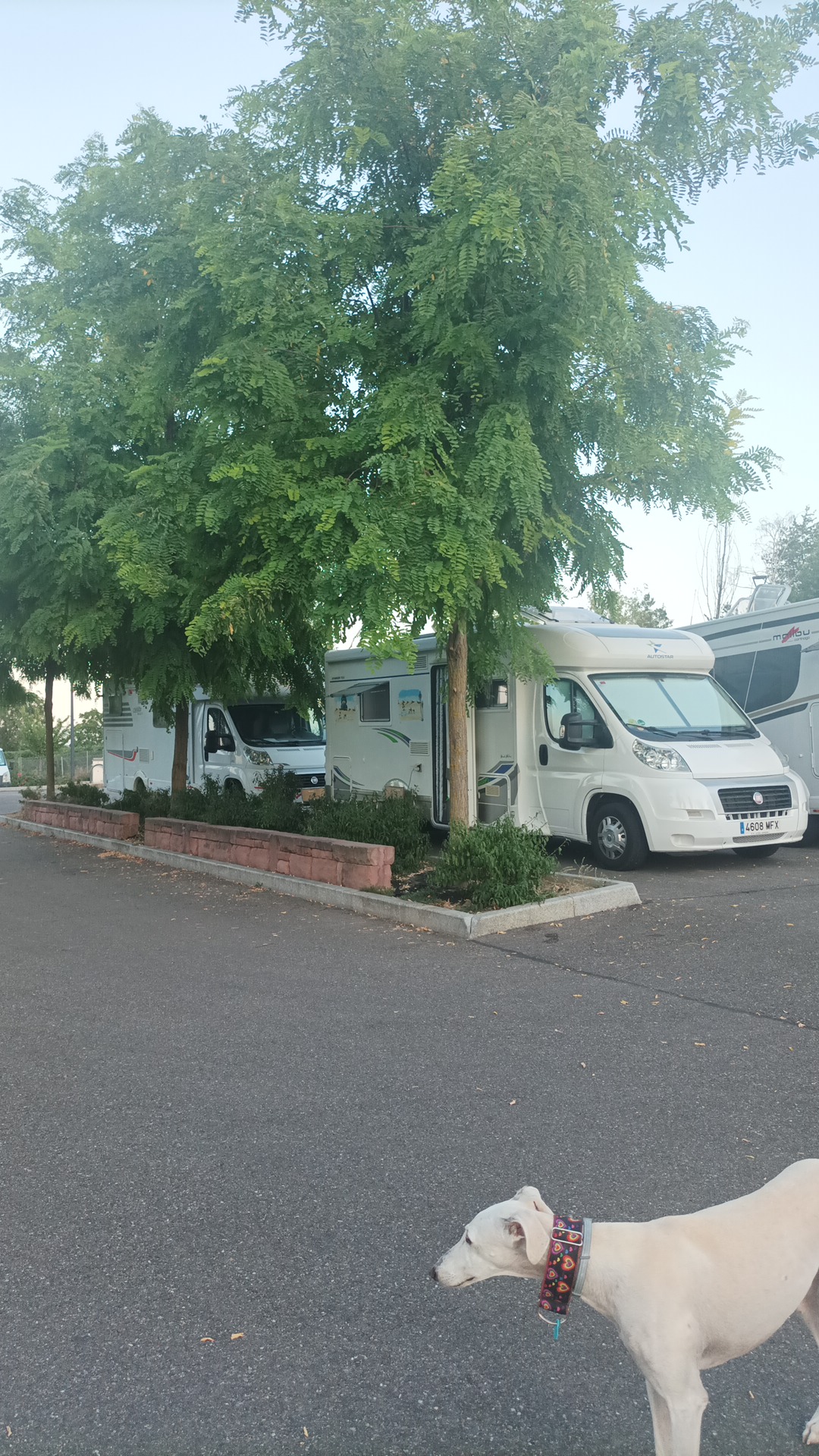 Photo n° 1 de l'avis de Evajaviy8patasmas. fait le 23/08/2023 à 21:28