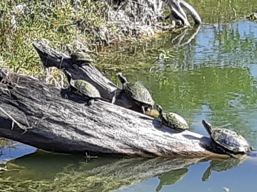 Country Club «Redland Golf & Country Club», reviews and photos, 24451 SW 177th Ave, Homestead, FL 33031, USA