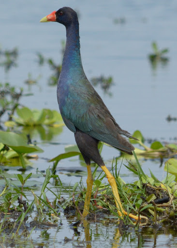 Recreation «Kissimmee Swamp Tours», reviews and photos, 4500 Joe Overstreet Rd, Kenansville, FL 34739, USA