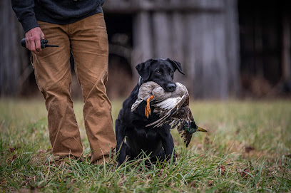 The Grove: Gun Dogs and Obedience