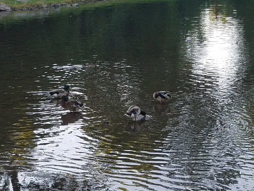 Golf Course «Shelby Golf Course», reviews and photos, 2021 Fatherland St, Nashville, TN 37206, USA