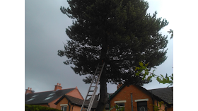 Belfast Tree & Garden Services - Pruned /Topped/Removed