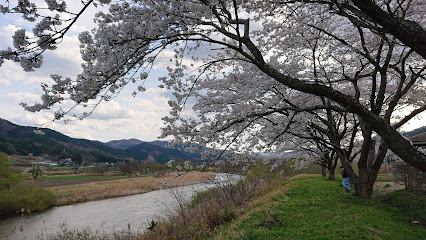 綾織の桜並木
