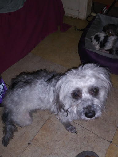 Pet Supply Store «PetSmart», reviews and photos, 860 NE Mall Blvd, Hurst, TX 76053, USA