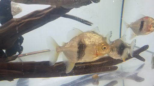 Aquarium Shop «Total Fish & Pets», reviews and photos, 137 Valley Blvd, Alhambra, CA 91801, USA
