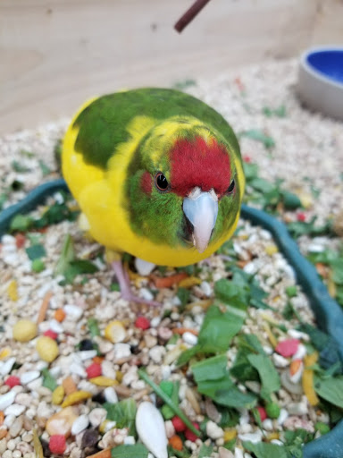 Pet Store «Pet Paradise», reviews and photos, 307 Kellam Rd, Virginia Beach, VA 23462, USA