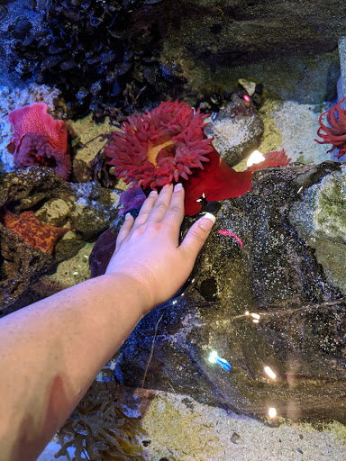 Aquarium «SEA LIFE Minnesota Aquarium», reviews and photos, 120 E Broadway, Bloomington, MN 55425, USA