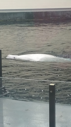 Aquarium «Georgia Aquarium», reviews and photos, 225 Baker St NW, Atlanta, GA 30313, USA