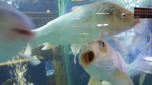 Pet Store «Fish Bowl Pets», reviews and photos, 1013 Hope St, Stamford, CT 06907, USA