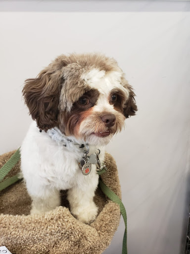 Pet Supply Store «Bow Wow and Meow Pet Supplies», reviews and photos, 1648 S 4th St, Allentown, PA 18103, USA