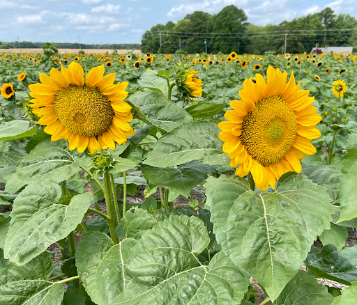 Fruit and Vegetable Store «Henley Farm», reviews and photos, 3513 Charity Neck Rd, Virginia Beach, VA 23456, USA