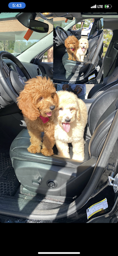 Pet Store «Pet Fair», reviews and photos, 1201 Lake Woodlands Dr, Spring, TX 77380, USA