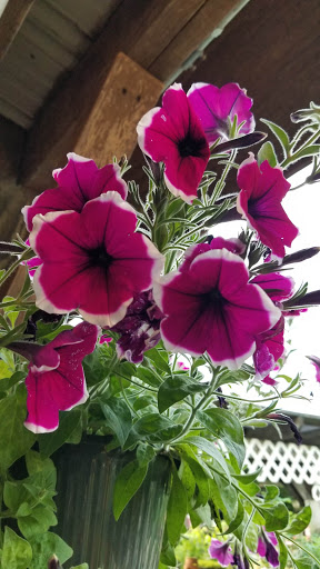 Farm «Jaemor Farms», reviews and photos, 5340 Cornelia Hwy, Alto, GA 30510, USA