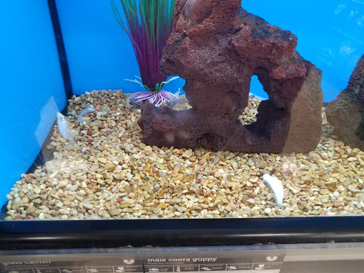 Pet Supply Store «Petco Animal Supplies», reviews and photos, 3637 2700 W, West Valley City, UT 84119, USA