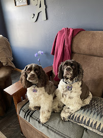 PetSmart - Photo 5 - Car repair in Coralville, IA, Iowa City