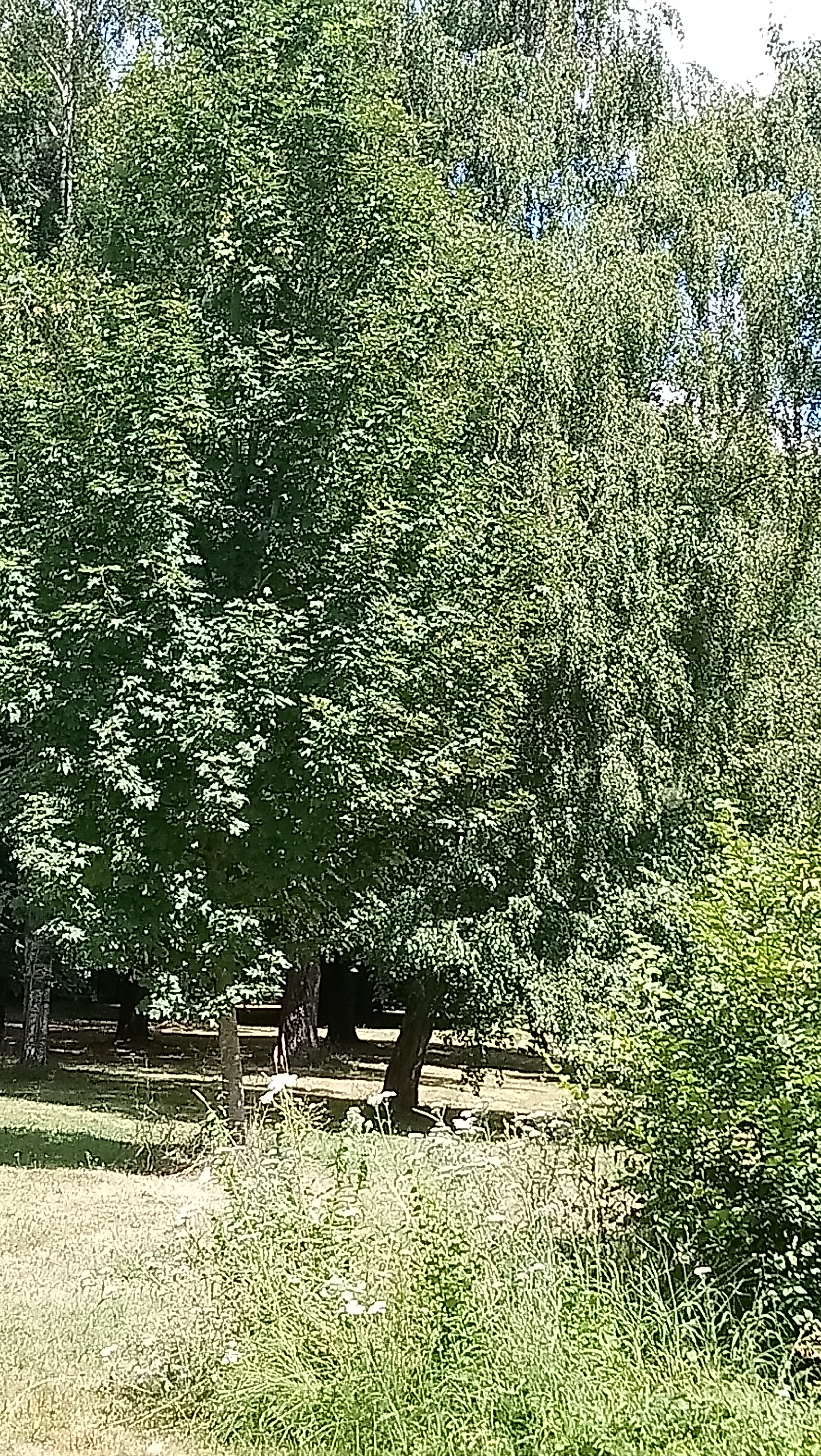 Photo n° 1 de l'avis de Severine.e fait le 17/07/2018 à 14:26