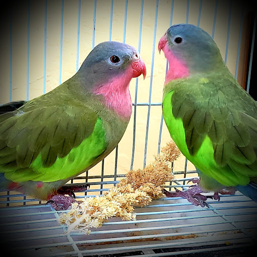 Pet Store «Louis Birds Pets & Supplies», reviews and photos, 80 Keyes St, San Jose, CA 95122, USA