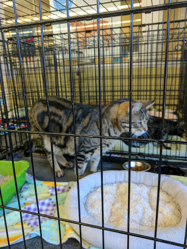 Pet Supply Store «Petco Animal Supplies», reviews and photos, 645 S Green Valley Pkwy, Henderson, NV 89052, USA