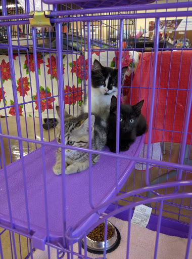 Pet Supply Store «Petco Animal Supplies», reviews and photos, 11111 San Jose Blvd #57, Jacksonville, FL 32223, USA