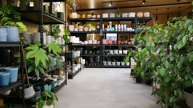 Reviews of Indoor Botanicals in Blenheim - Shop