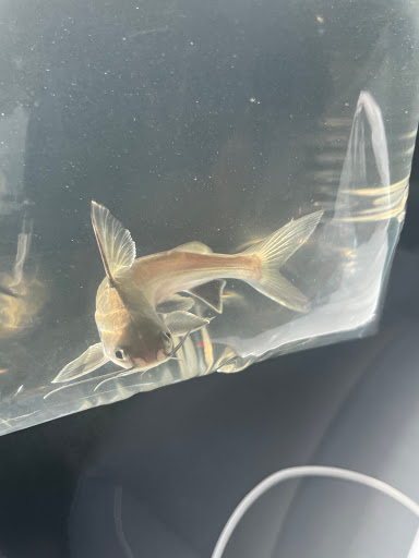 Pet Store «Pet City», reviews and photos, 2119 Collier Pkwy, Land O Lakes, FL 34639, USA