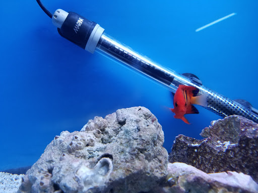 Tropical Fish Store «Belpre Aquarium & Pet Shop», reviews and photos, 1806 Washington Blvd, Belpre, OH 45714, USA