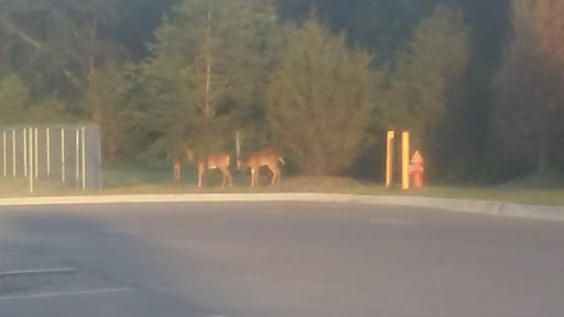 Department Store «Walmart Supercenter», reviews and photos, 2232 Gallatin Pike N, Madison, TN 37115, USA