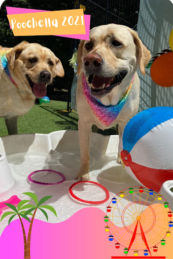 Fit N Furry Pet Resort & Training Center image