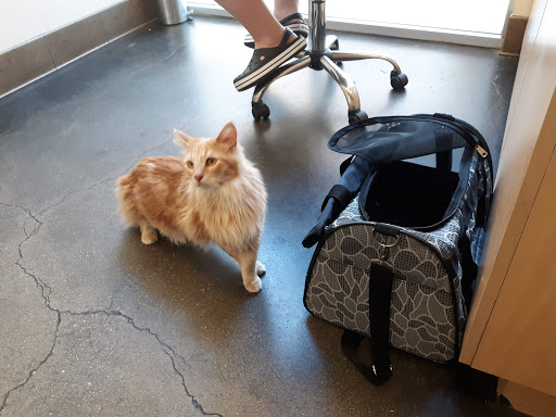 Primary Care Animal Hospital image