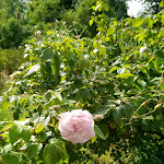 Photo n° 6 de l'avis de patricia.a fait le 18/07/2019 à 18:12 pour Jardin Zen d'Erik Borja à Beaumont-Monteux