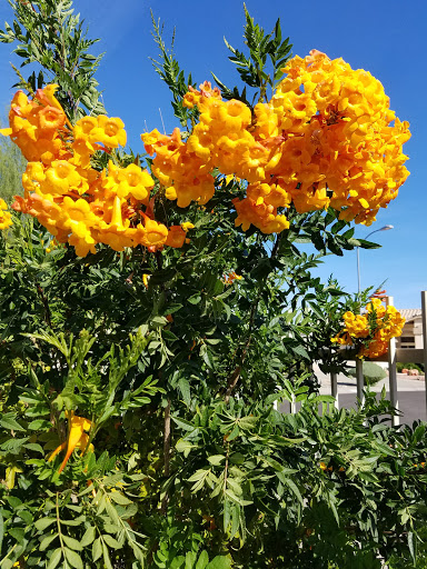 Golf Course «Westbrook Village Golf Club Lakes Course», reviews and photos, 19260 N Westbrook Pkwy, Peoria, AZ 85382, USA