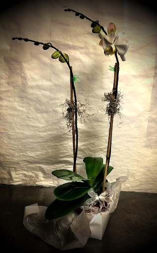 Florist «Blossom Shop», reviews and photos, 138 Orange St, New Haven, CT 06510, USA