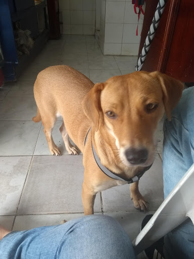 Tiendas perros Bucaramanga