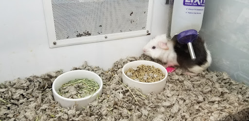 Pet Supply Store «Petco Animal Supplies», reviews and photos, 11331 W Broad St #151, Glen Allen, VA 23060, USA