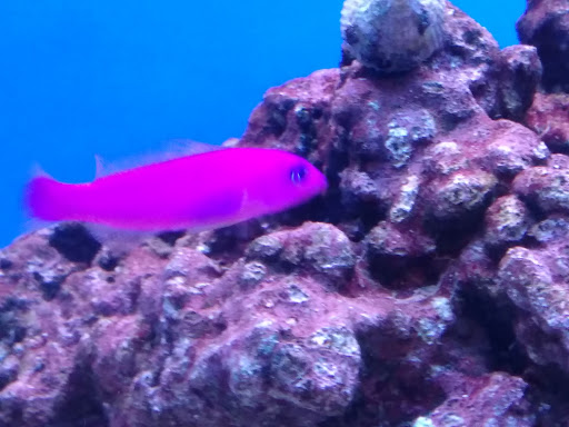 Pet Store «Wet Pets N Critters», reviews and photos, 103 TX-281 Loop, Longview, TX 75605, USA