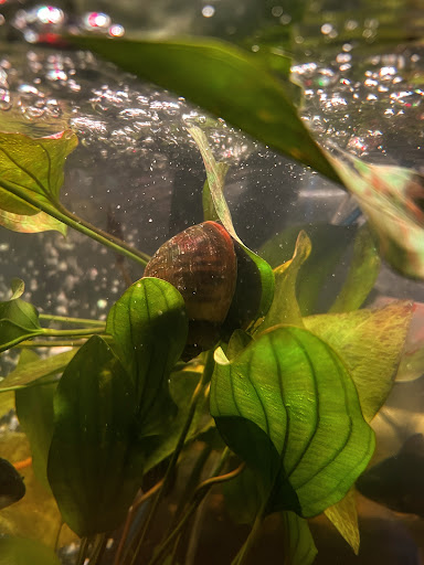 Aquarium «Neptunes Aquariums», reviews and photos, 5329 W 20th Ave, Hialeah, FL 33012, USA