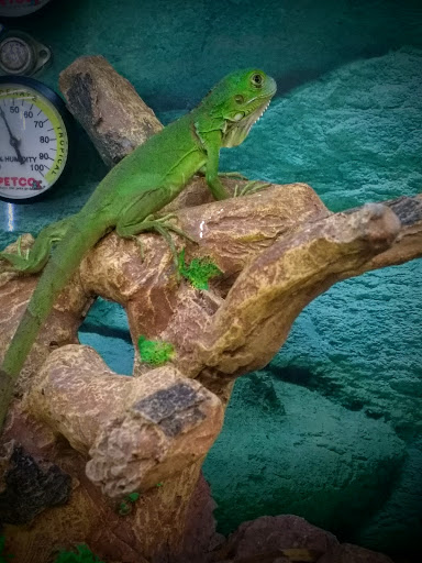 Pet Supply Store «Petco Animal Supplies», reviews and photos, 742 New Los Angeles Ave a, Moorpark, CA 93021, USA