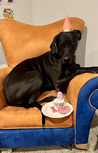 Pet Supply Store «Pet Source», reviews and photos, 620 Constitution Ave, Littleton, MA 01460, USA