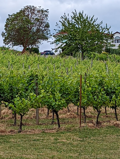 Winery «Apolloni Vineyards», reviews and photos, 14135 NW Timmerman Rd, Forest Grove, OR 97116, USA