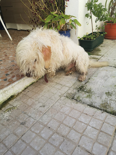 Comentários e avaliações sobre o Clinica Veterinaria Vetzoo Famões