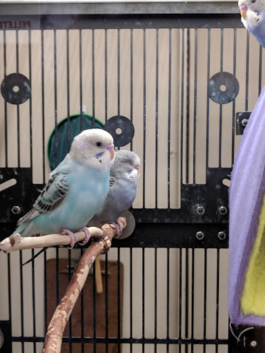 Pet Supply Store «PetSmart», reviews and photos, 19075 Interstate 45 S, Shenandoah, TX 77385, USA