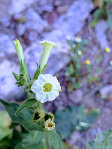 Park «Lookout Mountain Preserve», reviews and photos, 15800 N 16th St, Phoenix, AZ 85022, USA